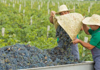 Azerbaijan's Wine Heritage