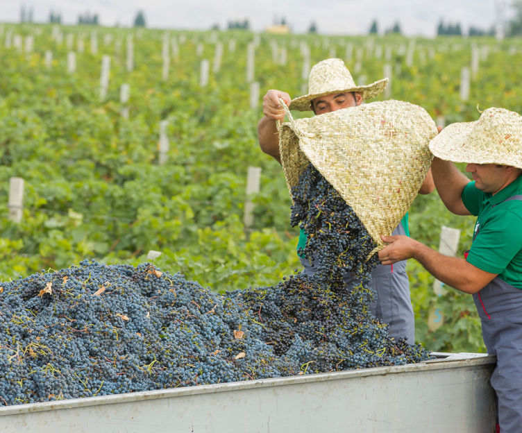 Azerbaijan's Wine Heritage