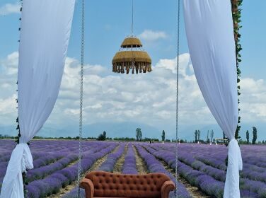 Lavanda Farm